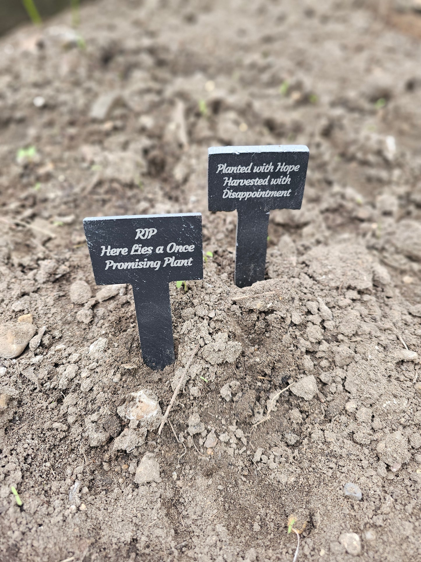 Funny Engraved Slate Plant Markers – Humorous Gardening Labels – Weatherproof & Durable